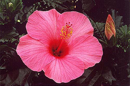 a0012892_1781756.jpg