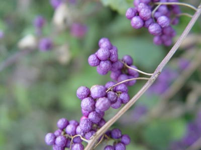 e0008586_17504639.jpg
