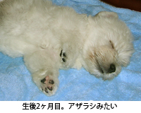 e0077142_7312883.jpg