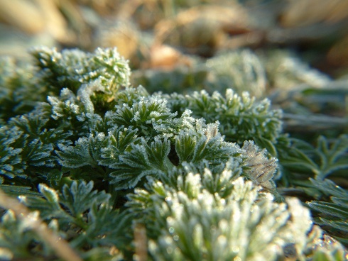 d0063278_1151528.jpg