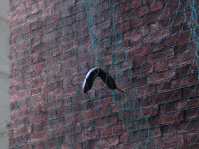 e0070728_8113417.jpg