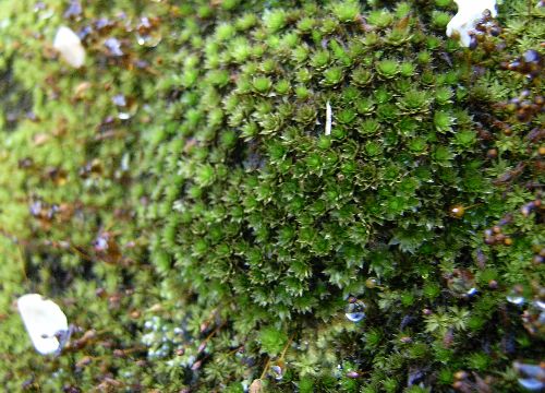 e0072757_11361159.jpg