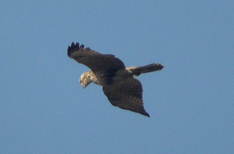 c0042548_1659099.gif