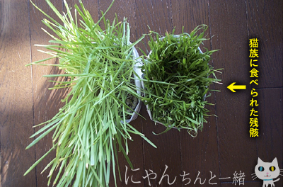 e0031853_3242881.jpg