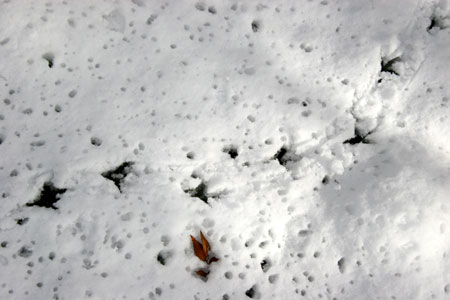 d0036630_12231552.jpg