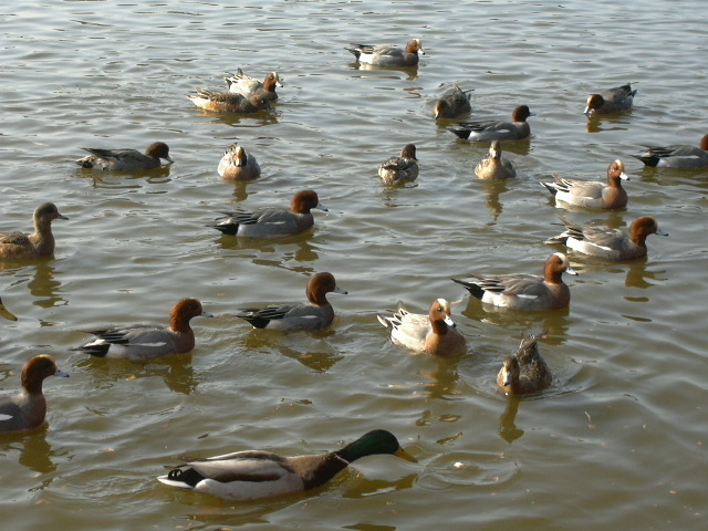 c0073633_21472682.jpg