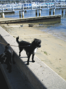 b0035453_186532.gif