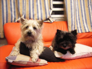 e0030663_23174180.gif