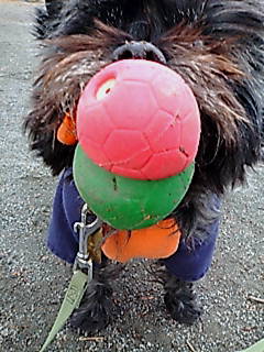e0030663_2326462.jpg