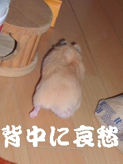 b0016983_11155530.jpg