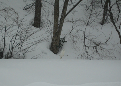 c0000134_14101794.jpg