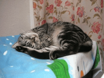 c0045655_132371.gif