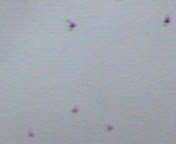 b0007895_11341062.jpg