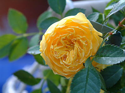 d0034988_23505061.jpg