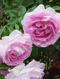 d0050399_1284112.jpg