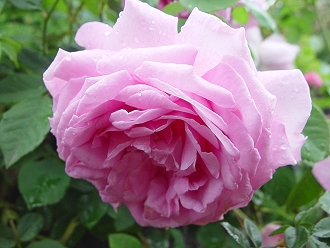 d0050399_1285763.jpg