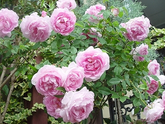 d0050399_128839.jpg