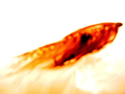 d0029241_071352.jpg