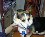 e0007313_193849.jpg