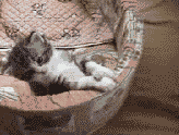 f0036583_6565355.gif