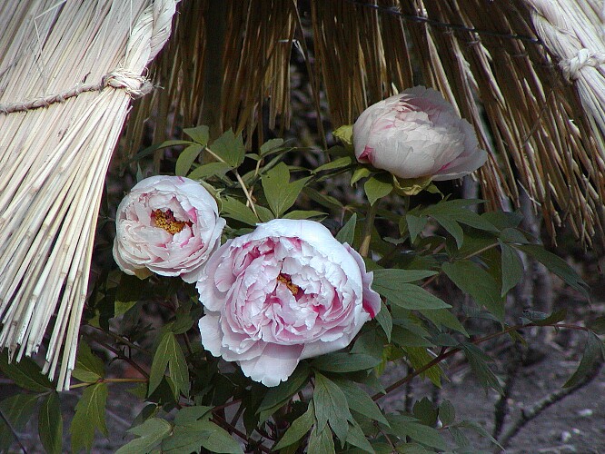 a0009600_19331140.jpg