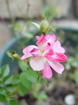 e0001735_14393875.jpg