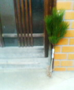 c0026178_2216923.jpg