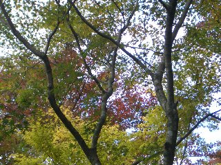 b0061107_1403524.jpg