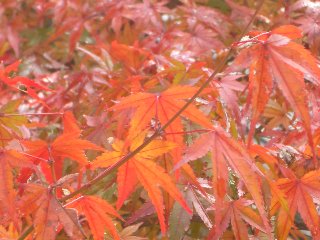 b0061107_141978.jpg