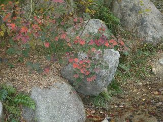b0061107_1425426.jpg