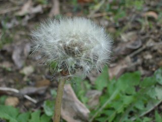 b0061107_143513.jpg