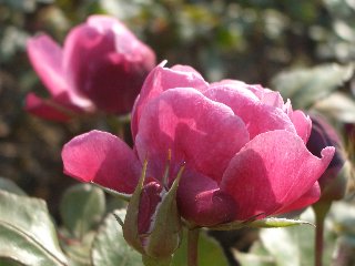 b0061107_18384690.jpg