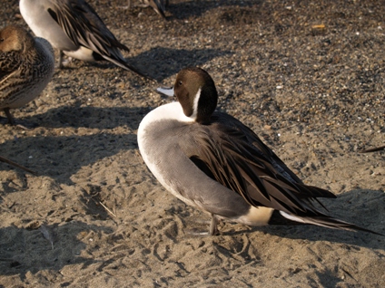 e0083212_16501747.jpg