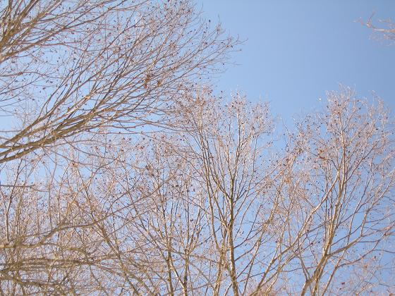 d0058317_101750100.jpg