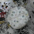 e0038796_1205746.jpg