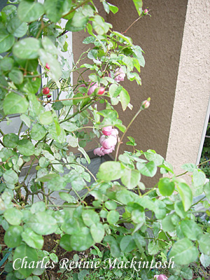 e0001735_18174466.jpg
