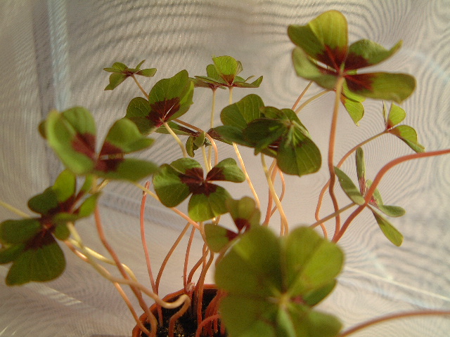 d0024140_7204668.jpg