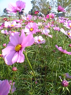 c0052689_3473143.jpg