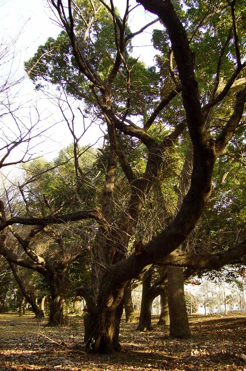 c0068424_01754.jpg