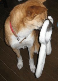 a0054948_12593569.gif