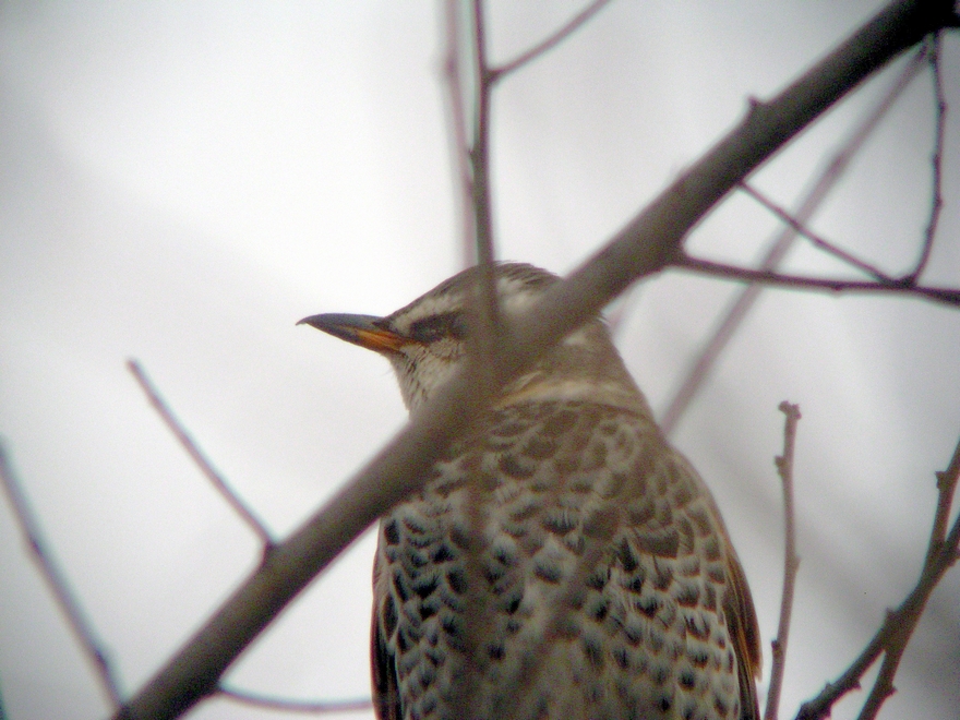 c0039919_13233255.jpg