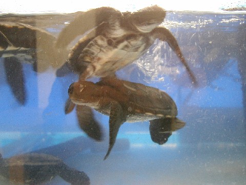 e0083238_2146247.jpg