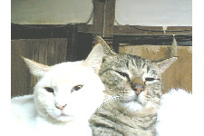 c0011446_2133526.jpg