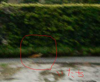 a0046159_1471658.jpg
