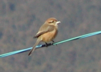 e0090748_225058.jpg