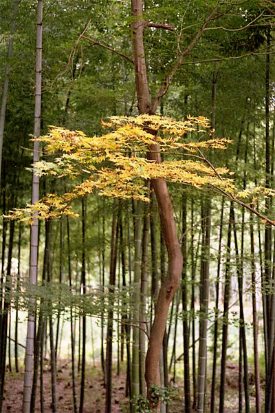 e0002371_2313839.jpg