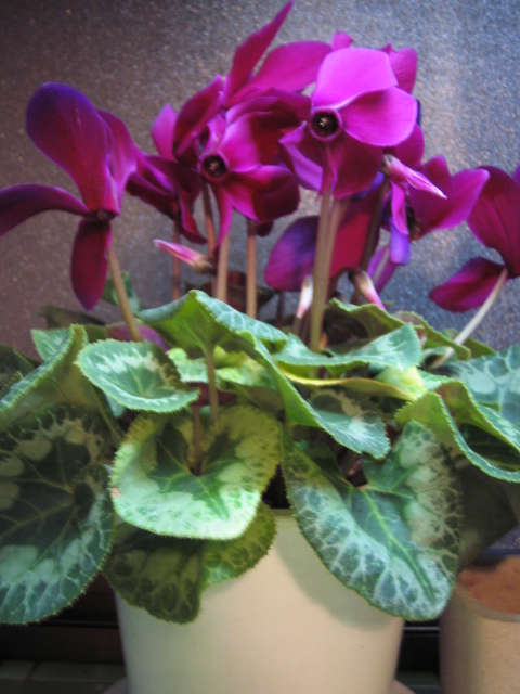 f0042571_20191733.jpg
