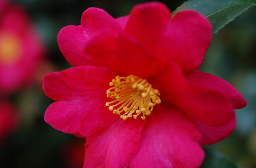 c0009981_813491.jpg