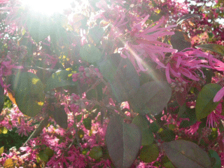 e0079588_16172795.gif