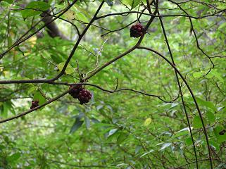 d0053930_8183882.jpg